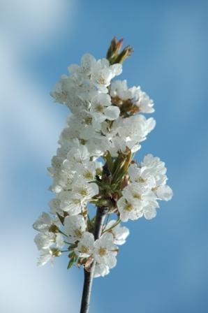 Blüte
