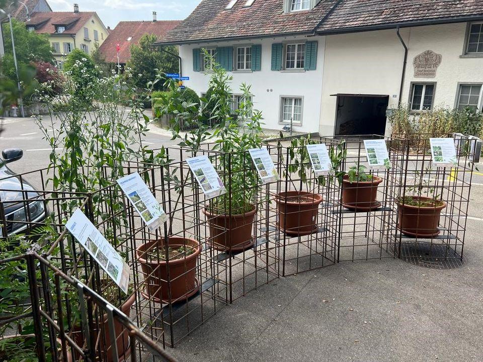 Neophyten-Ausstellung