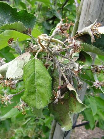 Apfelblüte mit Feuerbrand