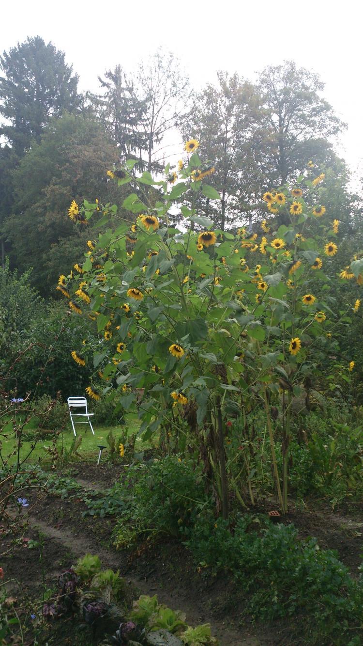Sonnenblumen