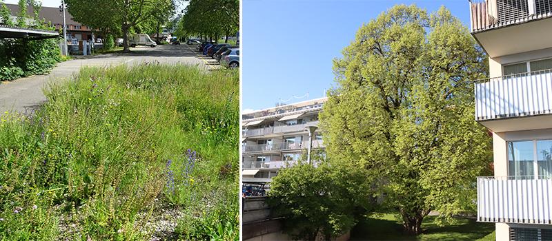 Ruderalfläche beim Zeughaus und Linde nördlich vom Bahnhof